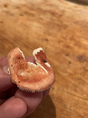 Russula paludosa