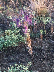 Eryngium leavenworthii