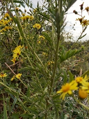 Jacobaea