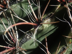 Ferocactus wislizeni