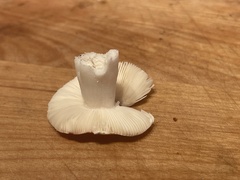 Russula paludosa