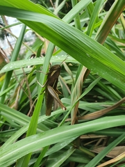 Schistocerca flavofasciata