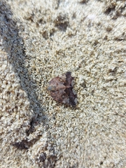 Ricania speculum