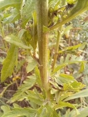 Jacobaea
