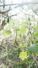 Tithonia diversifolia