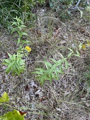 Solidago odora