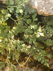 Asplenium ruta-muraria