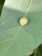 Acraspis pezomachoides