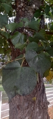 Tilia platyphyllos
