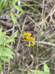 Solidago odora