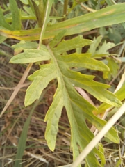 Jacobaea