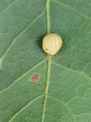 Acraspis pezomachoides