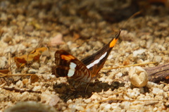 Adelpha iphicleola iphicleola