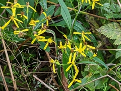 Senecio ovatus