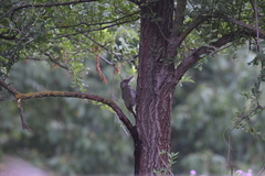 Picus viridis