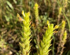 Orthocarpus luteus