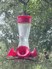 Archilochus alexandri