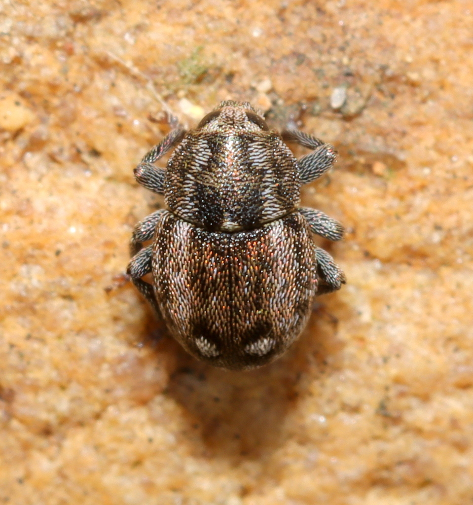 Cryptolarynx from Mostertsdrift, Stellenbosch, 7600, South Africa on