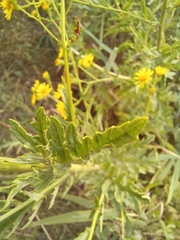 Jacobaea