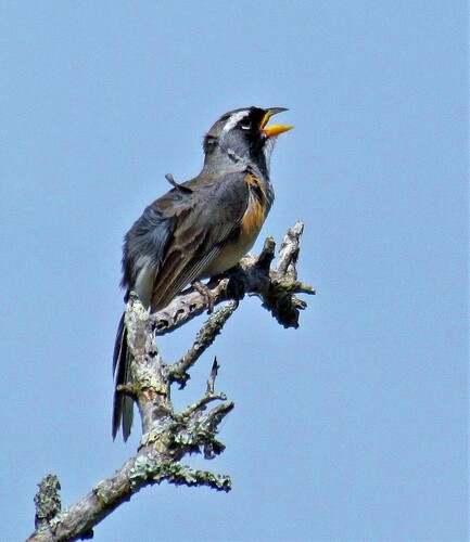 Many-colored Chaco Finch (Saltatricula multicolor), photo 9