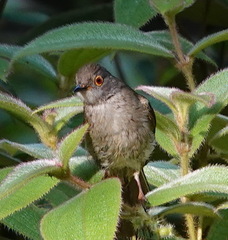 Rubigula erythropthalmos