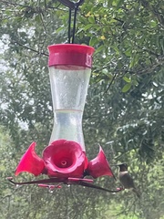 Archilochus alexandri