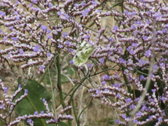 Limonium vulgare