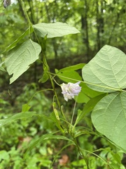 Amphicarpaea bracteata