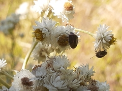 Cosmopepla lintneriana