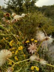 Jacobaea