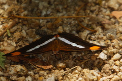 Adelpha iphicleola iphicleola