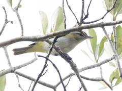 Vireo chivi