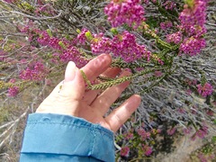 Erica curtophylla