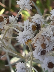 Cosmopepla lintneriana