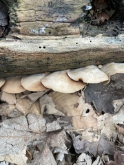 Crepidotus