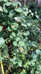 Symphoricarpos albus