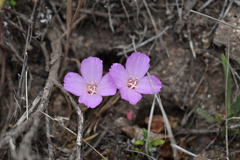 Clarkia gracilis
