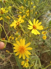 Jacobaea