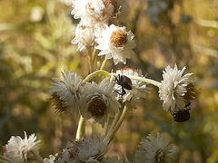 Cosmopepla lintneriana
