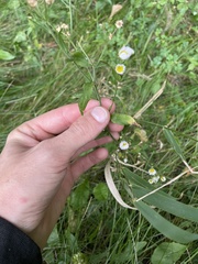 Erigeron