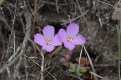 Clarkia gracilis