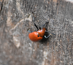 Strongylium hoepfneri