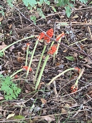 Arum maculatum