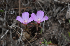 Clarkia gracilis