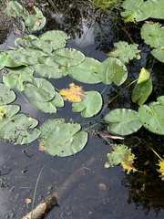 Nuphar lutea