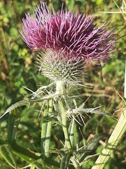 Cirsium eriophorum