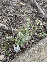 Centaurium pulchellum