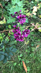 Malva sylvestris