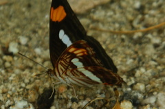 Adelpha iphicleola iphicleola