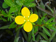 Ludwigia arcuata